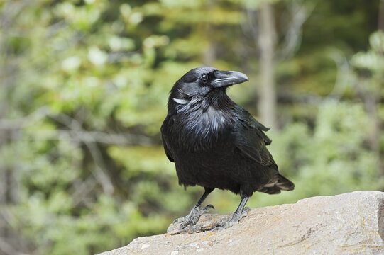 Raven (Corvus corax) sitting on a rock, Banff National Park, Alberta, Canada