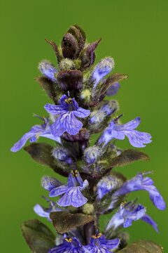 Blue bugle (Ajuga reptans), flowering, bloom, Germany