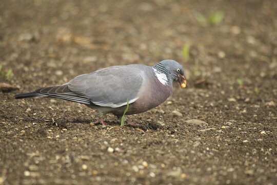 Common wood pigeon (Columba palumbus) pecking corn grains in a field near Regen, Allg&auml;u, Bavaria, Germany
