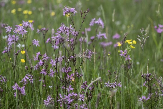 Cuckoo flower (Lychnis flos-cuculi), Emsland, Lower Saxony, Germany