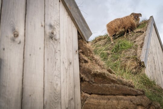 Sheep standing on horse stable in original peat construction, L&yacute;tingssta&eth;ir, L&yacute;tingssta&eth;ahreppur, North Iceland, Iceland