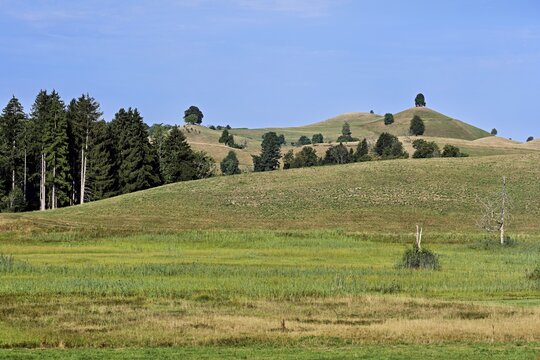 Linden trees (Tilia) growing in parched, dried-up meadows in the drumlin landscape, the hot summer of 2026, Hirzel, Canton of Zurich, Switzerland