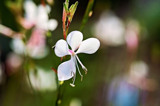 Flower of the Lindheim's evening primrose (Oenothera lindheimeri), Switzerland