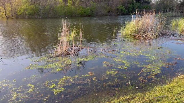 Thick green algae floating on a shallow wetland pond with wild marsh grass and reeds.