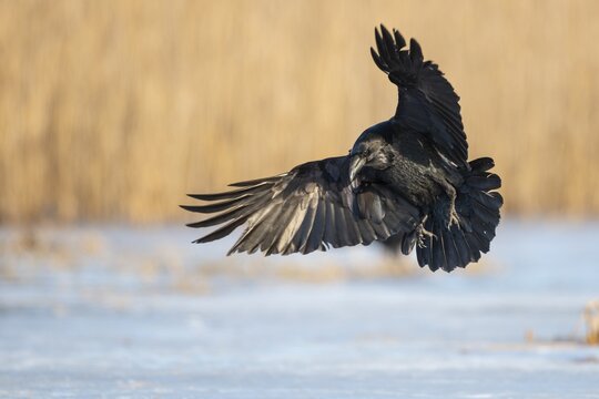 Common raven (Corvus corax), Feldberger Seenlandschaft, Mecklenburg-Western Pomerania, Germany