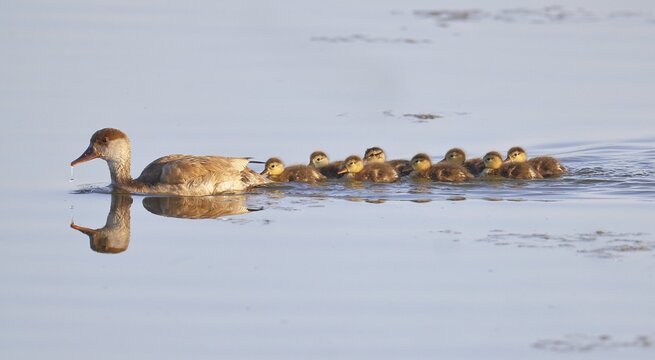 Red-crested pochard (Netta rufina), female, mother with young swimming on a lake, chicks, Lake Neusiedl National Park, Seewinkel, Burgenland, Austria