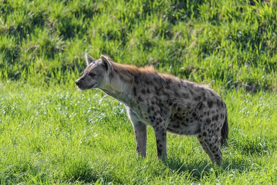 An adult male spotted hyena (Crocuta crocuta) stands against the light in a green meadow
