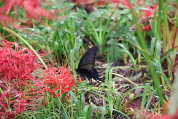 A black swallowtail butterfly sipping nectar from a red spider lily © Mt. Cape
