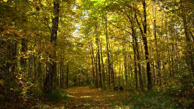 Golden Autumn Forest with Birch Trees and a Leaf-Covered Path