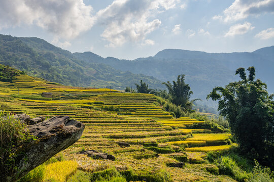 Golden terraced rice fields at harvest season with a jutting rock in the foreground, Y Ty, Lao Cai, Vietnam