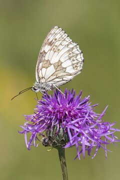 Marbled White (Melanargia galathea) on Brown Knapweed (Centaurea jacea), North Hesse, Hesse, Germany