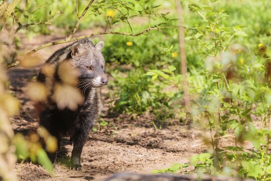An African civet (Civettictis civetta) stands in the thicket on the forest floor on a sunny day