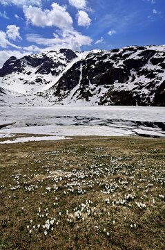 Ice floes drift in the half-frozen upper Murgsee, in the foreground, white flowering spring crocuses (Crocus vernus), Murg Valley, Canton of St. Gallen, Switzerland