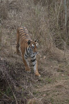 Bengal tiger (Panthera tigris tigris) adult walking in grassland, Bandhavgarh, Madhya Pradesh, India