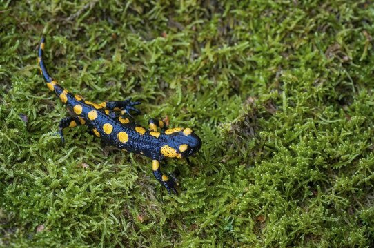 Fire salamanders, fire salamanders, salamandra salamandra, amphibians, amphibians, caudata, amphibians, tail amphibians