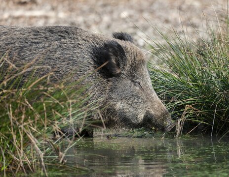 Wild boar, wild boar (Sus scrofa) standing at a pond, pond, Germany