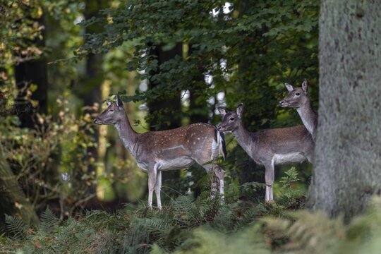 Two fallow deer (Dama dama) and a calf appear at the edge of a forest clearing and look towards the rut, the doe standing at the head has lost her left eye, autumn, rut, fallow deer rut, October, Germany