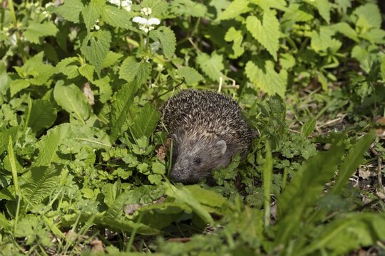 European hedgehog (Erinaceus europaeus) adult animal on a garden border, England, United Kingdom