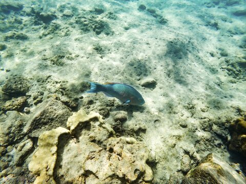 Parrotfish (Scarinae), Underwater, Galapagos, Ecuador