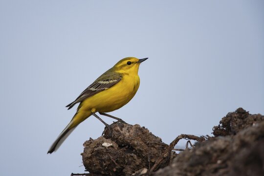 Yellow wagtail (Motacilla flava) adult bird on a farmland muck heap in spring, Suffolk, England, United KIngdom