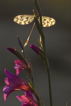 Below thread lacewing, threadlike, Nemoptera bipennis, southwestern European threadlike, Extremadura, high size, portrait format, insects, web-winged, Spain