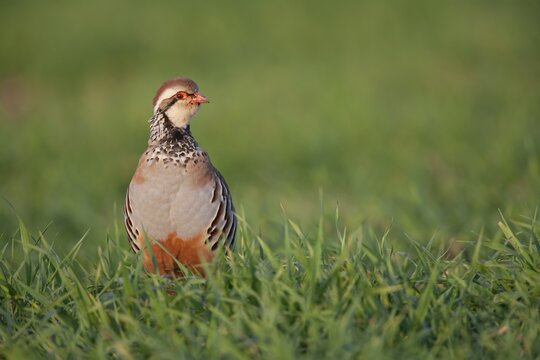 Red legged or French partridge (Alectoris rufa) adult bird calling in a farmland cereal crop, Suffolk, England, United Kingdom