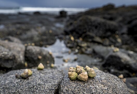 Small snails on rocks, rocky coast with volcanic stones, Playa de la Peque&ntilde;a, Punta Usaje, Lanzarote, Canary Islands, Spain