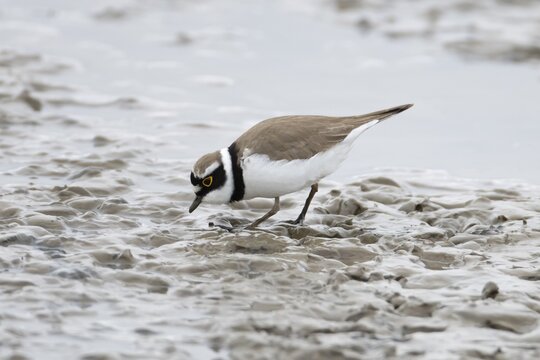Little ringed plover (Charadrius dubius) adult wading bird on a coastal mudflat, England, United Kingdom