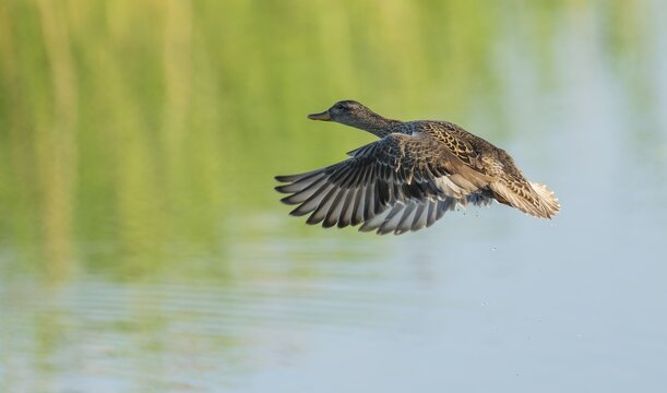 Gadwall (Mareca strepera), female in flight, Lower Saxony, Germany