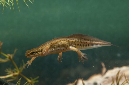 Threaded newt, Lissotriton helveticus, palmate newt, Triturus helveticus, amphibians, amphibians, caudata, amphibians, males, newts, newts, tailed amphibians, water newts