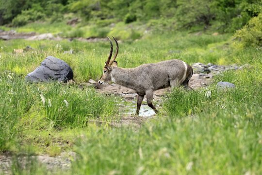 Elliptical waterbuck (Kobus ellipsiprymnus), adult, male, running, alert, Kruger National Park, South Africa