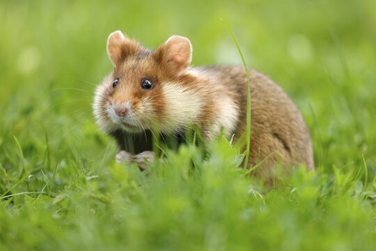 European hamster (Cricetus cricetus) in a meadow, wildlife, Austria