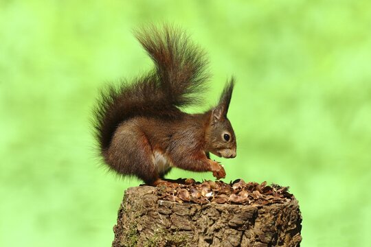 Eurasian red squirrel (Sciurus vulgaris) sitting on a tree stump, North Rhine-Westphalia, Germany