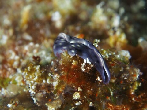 Iridescent bluish nudibranch, spotted thuridilla, sapsucker (Thuridilla vataae), on lively coral structure. Dive site SD, Nusa Ceningan, Nusa Penida, Bali, Indonesia