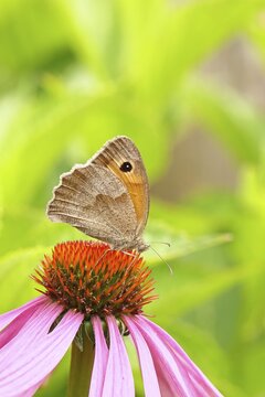 Meadow Brown (Maniola jurtina), collecting nectar from a flower of the purple coneflower (Echinacea purpurea), beautiful bokeh in the background, wildlife, insects, butterflies, butterfly, close-up, macro shot, Wilnsdorf, North Rhine-Westphalia, Germany