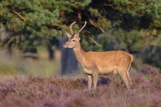 Red deer (Cervus elaphu) in blooming heath, Hooge Veluve National Park, Hoenderloo, Netherlands