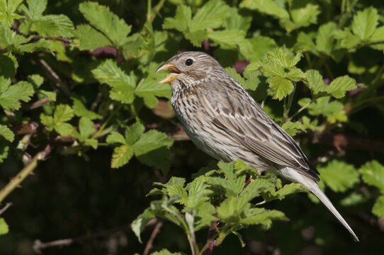 Brandenburg, corn bunting, Emberiza Calandra, Germany, gray bunting, miliaria calandra, Nabu, national natural heritage, natural paradise Gr&uuml;nhaus, post-mining landscape, birds, green house, passeri, songbirds, birds