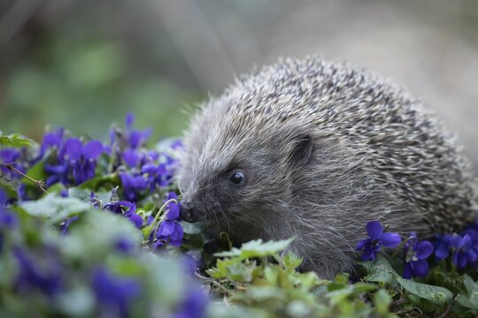 European hedgehog (Erinaceus europaeus) adult animal on a patch of flowering Dog violets in a garden, Suffolk, England, United Kingdom