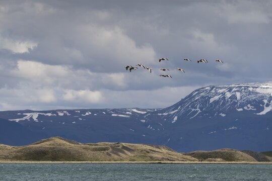 Greylag geese (Anser anser) flying over lake, M&yacute;vatn or Myvatn, Iceland