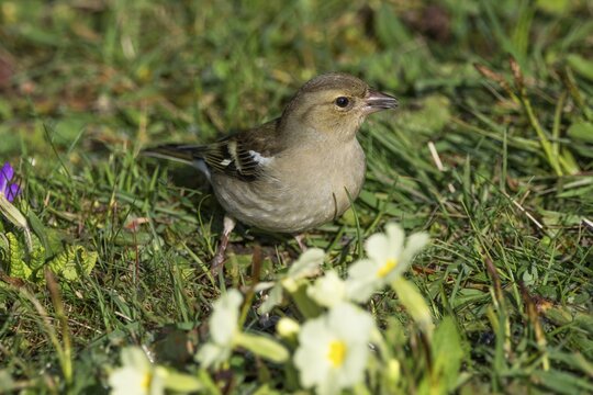 A female chaffinch (Fringilla coelebs) sitting in a green meadow surrounded by white primroses, Baden-W&uuml;rttemberg, Germany