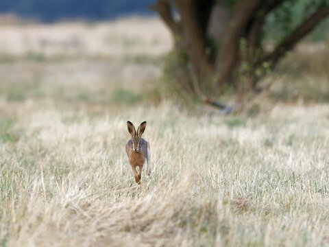 A brown hare (Lepus europaeus) runs towards the photographer across a meadow, Solms, Hesse, Germany
