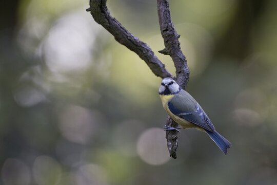 Blue Tit (Parus caerulea), Emsland, Lower Saxony, Germany