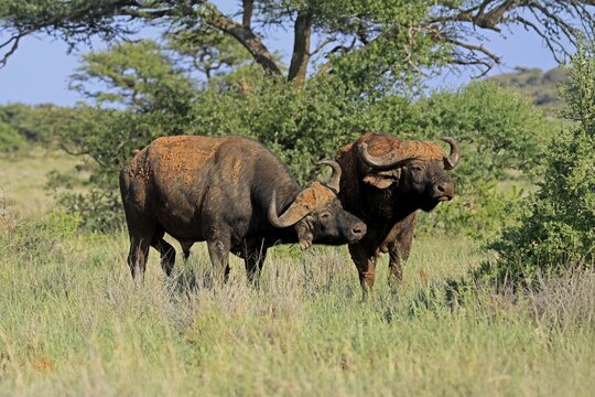 Cape buffalo (Syncerus caffer), adult, social behaviour, two buffalo, Mokala National Park, Northern Cape, South Africa