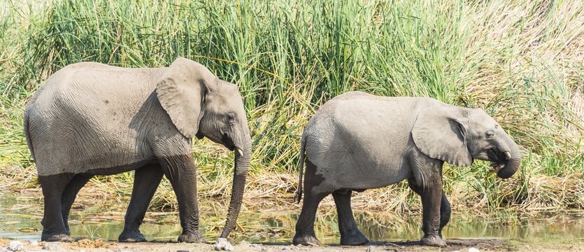 Two young African Bush Elephants (Loxodonta africana) with wet feet walking in front of reeds, Koinachas Waterhole, Etosha National Park, Namibia