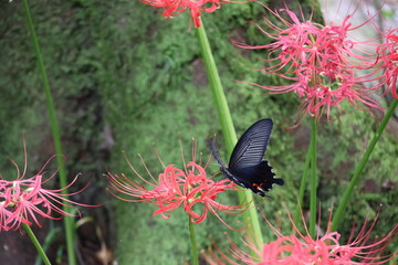 A black swallowtail butterfly sipping nectar from a red spider lily © Mt. Cape