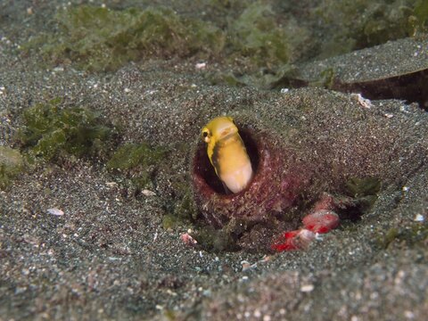 A small yellow fish, striped mimicry blenny (Petroscirtes breviceps), peeking out of a tank, dive site Secret Bay, Gilimanuk, Bali, Indonesia