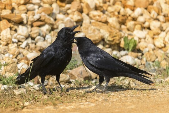 Carrion crow, Carrion crow, corvus corone, crow, birds, corvidae family of birds, plumage care, passeri, preening, corvids, songbirds, social behavior, birds