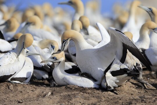 Cape Gannet (Morus capensis), pair mating in bird colony, social behaviour, Lamberts Bay, Western Cape, South Africa
