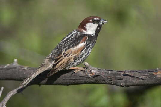 Passer hispaniolensis, Spanish sparrow, willow sparrow, birds, Bulgaria, male, passeri, songbirds, sparrows, birds