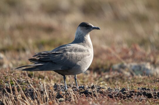 Arctic hunter, arctic skua, arctic tern, Norway, parasitic hunter, parasitic skua, parasite predatory gull, stercorarius parasiticus, varanger, birds, charadriiformes, limikolen, predatory gulls, stercorariidae, birds